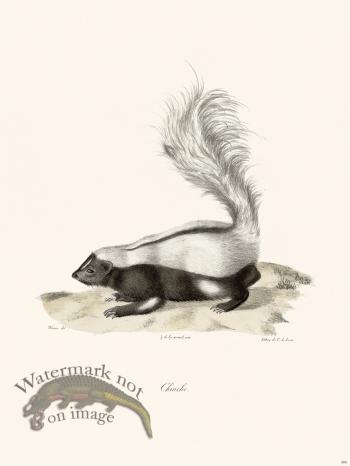 Cuvier 206 Striped Skunk